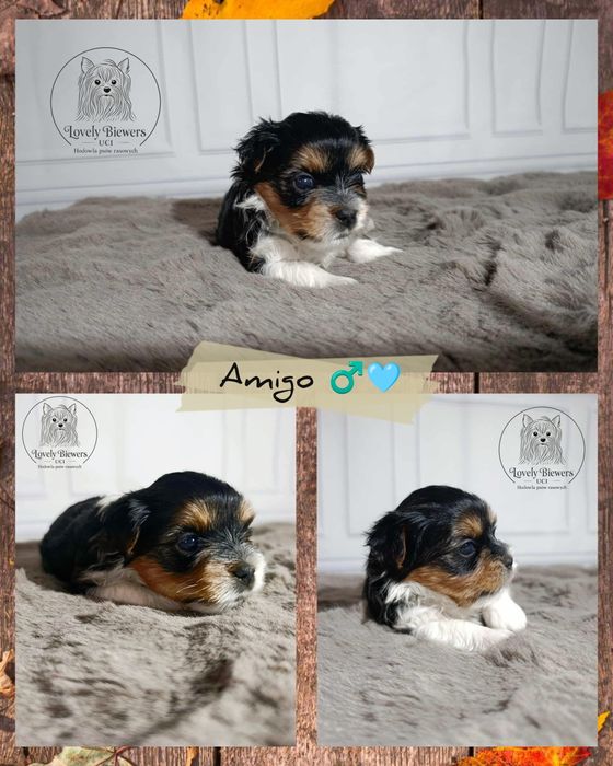 Biewer Yorkshire Terrier ZHPR UCI
