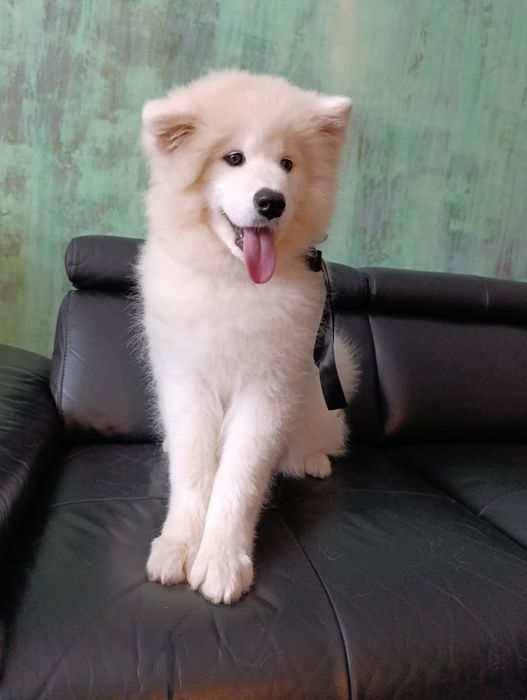 SAMOYED - wyjątkowa rasa dla wyjątkowych ludzi