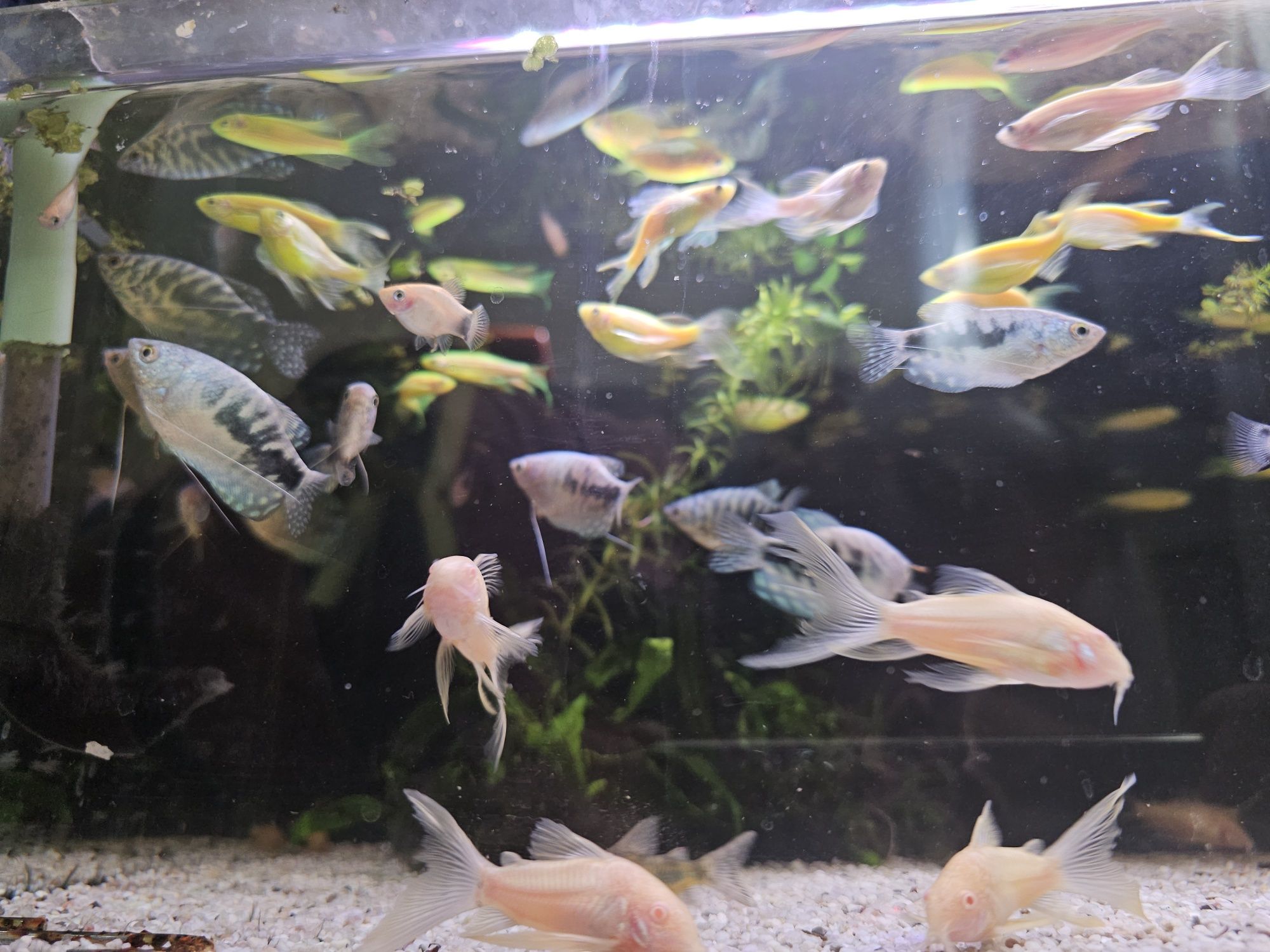 Danio welonowe zielone i złote