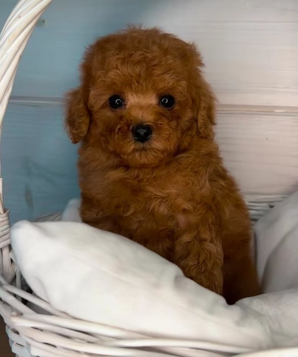 Найкращій хлопчик той пудель