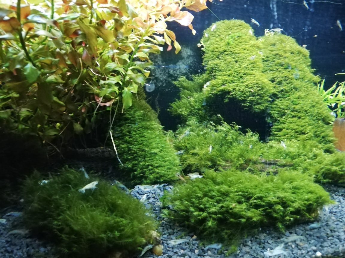 Phoenix moss (fissidens fontanus)