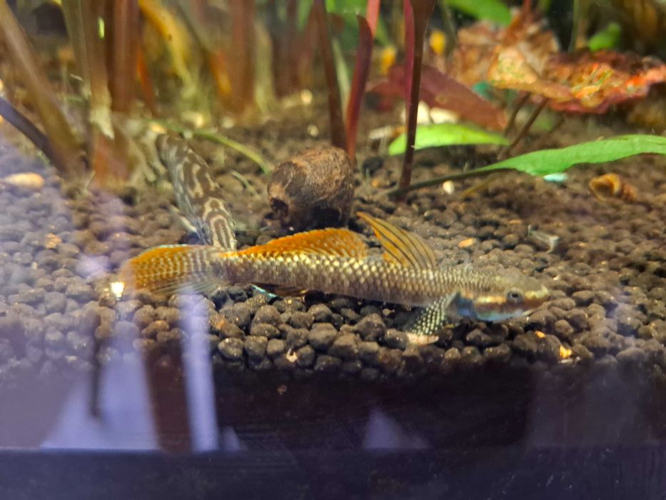 babka  tęczowa ( czyściciel)