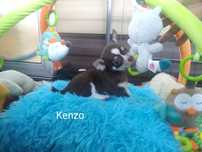 Piesek Chihuahua krótkowłosy