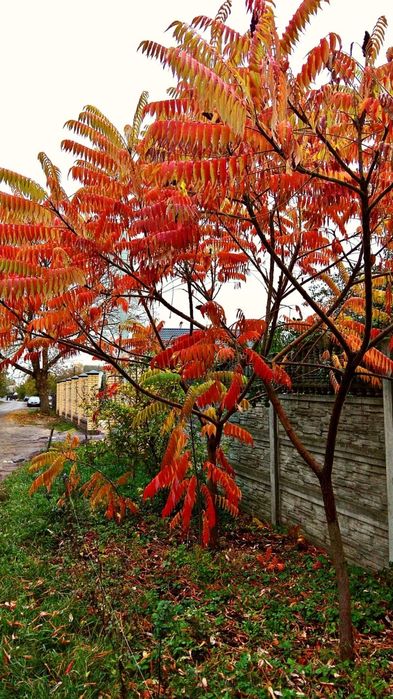 Сумах. Клематис. Бересклет. Лилии. Ирисы. Спирея. Тюльпаны.