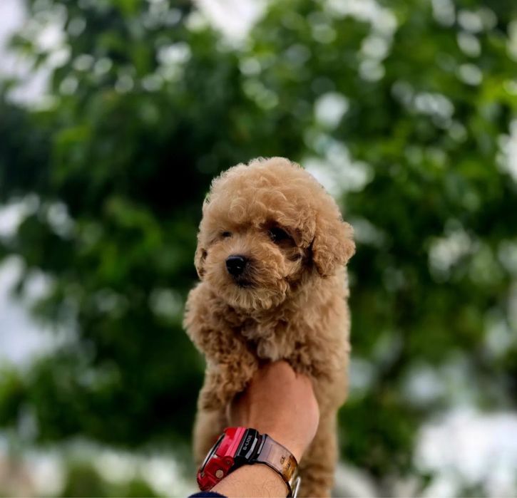 От 800€ Гипоаллергенные мини Мальтипу ф1 maltipoo щенята Мальтипу ф2