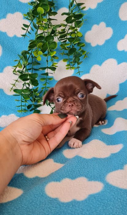 Estupendo chocolate chihuahua/chiuaua de Qualidade