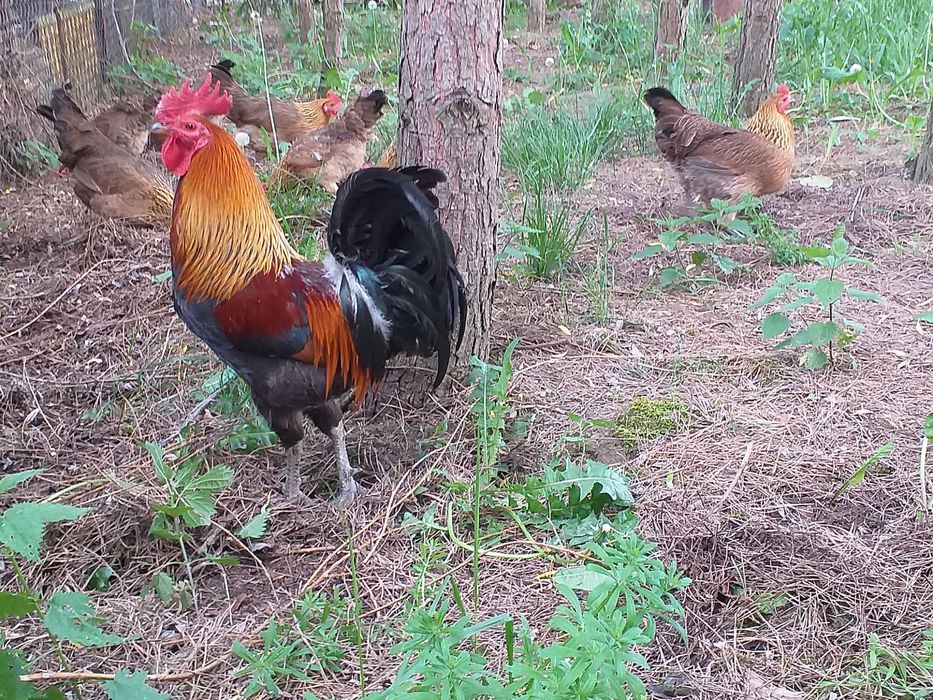 Kurczęta  , pisklęta , zielononóżki. araukany, polbary,czubatki i inne