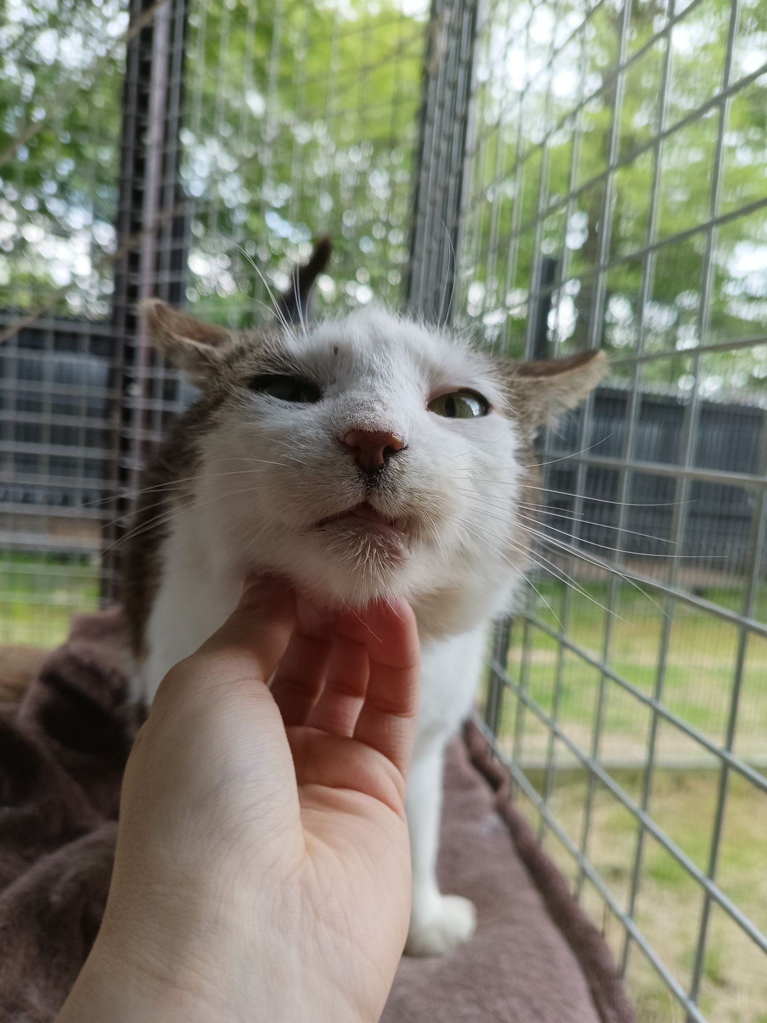 Kocur Neo do adopcji