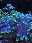 Euphyllia Paraancora. Akwarium morskie, koralowiec, korale, nemo
