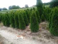 Tuja tuje szmaragd 180-200cm - dostawa gratis