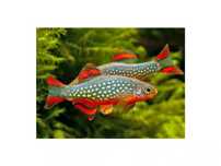Rozbora Galaxy (danio margaritatus)