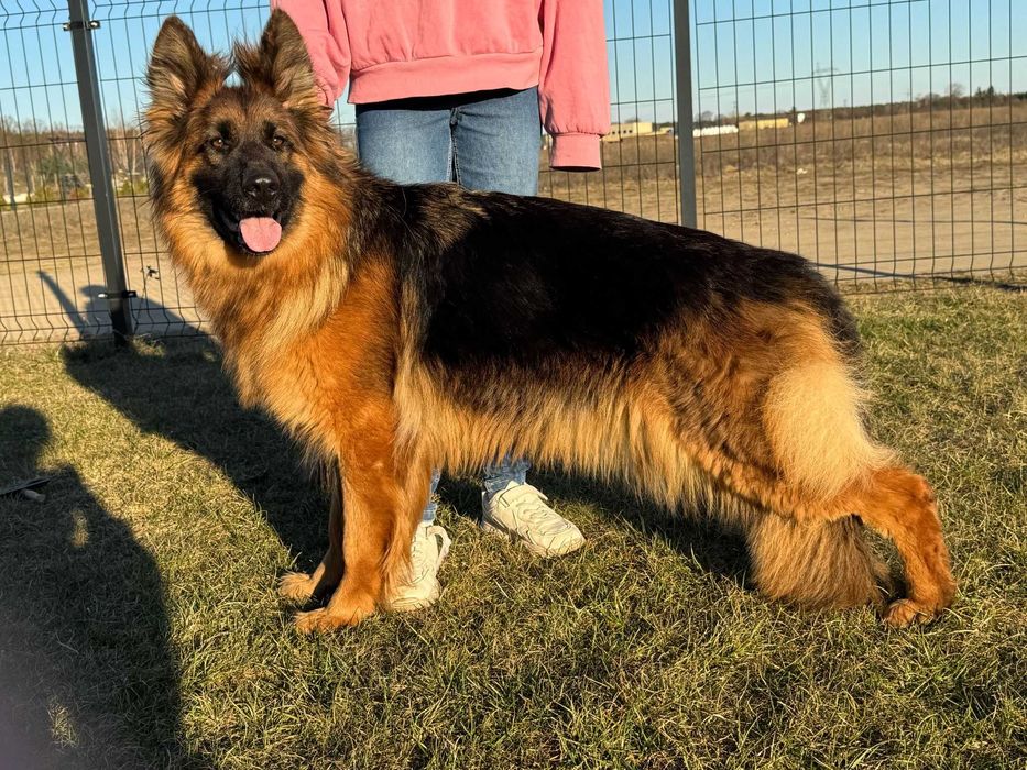 Owczarek niemiecki długowłosy Hodowla  Venus zarejestrowana PFK