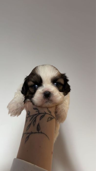szczeniak shih tzu