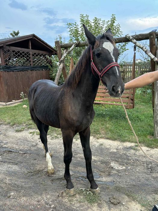 Sprzedam klacz śląska