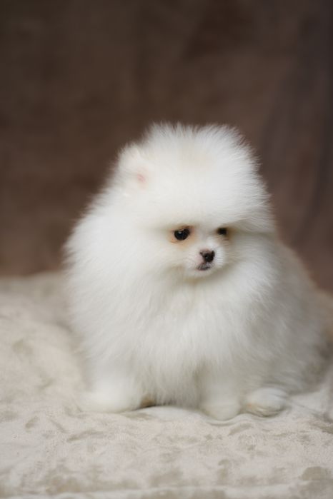 Pomeranian piesek