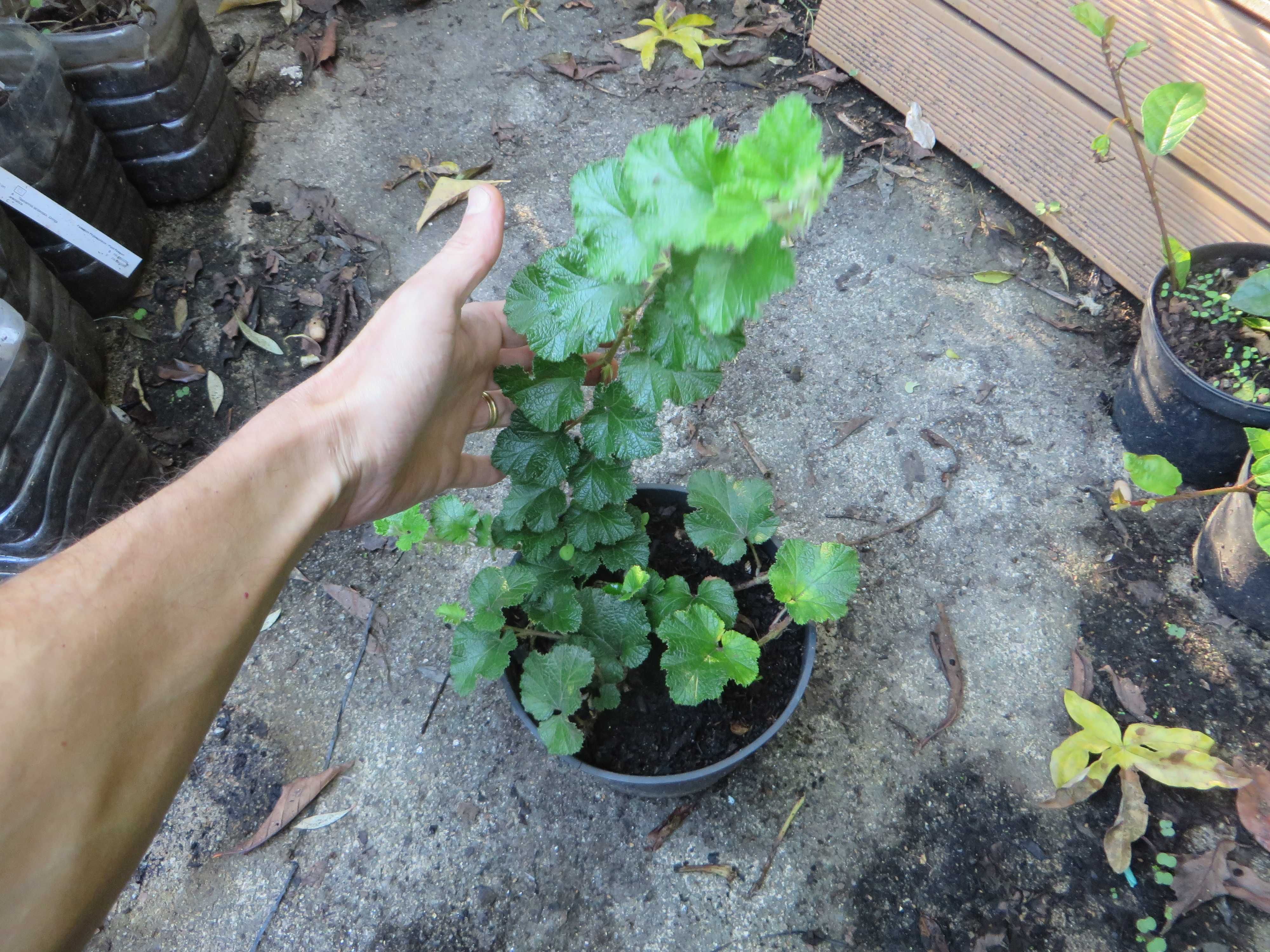 Framboesa Rastejante de Taiwan -  Rubus pentalobus 'Emerald Carpet'