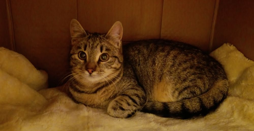 Кошечка в хорошие руки