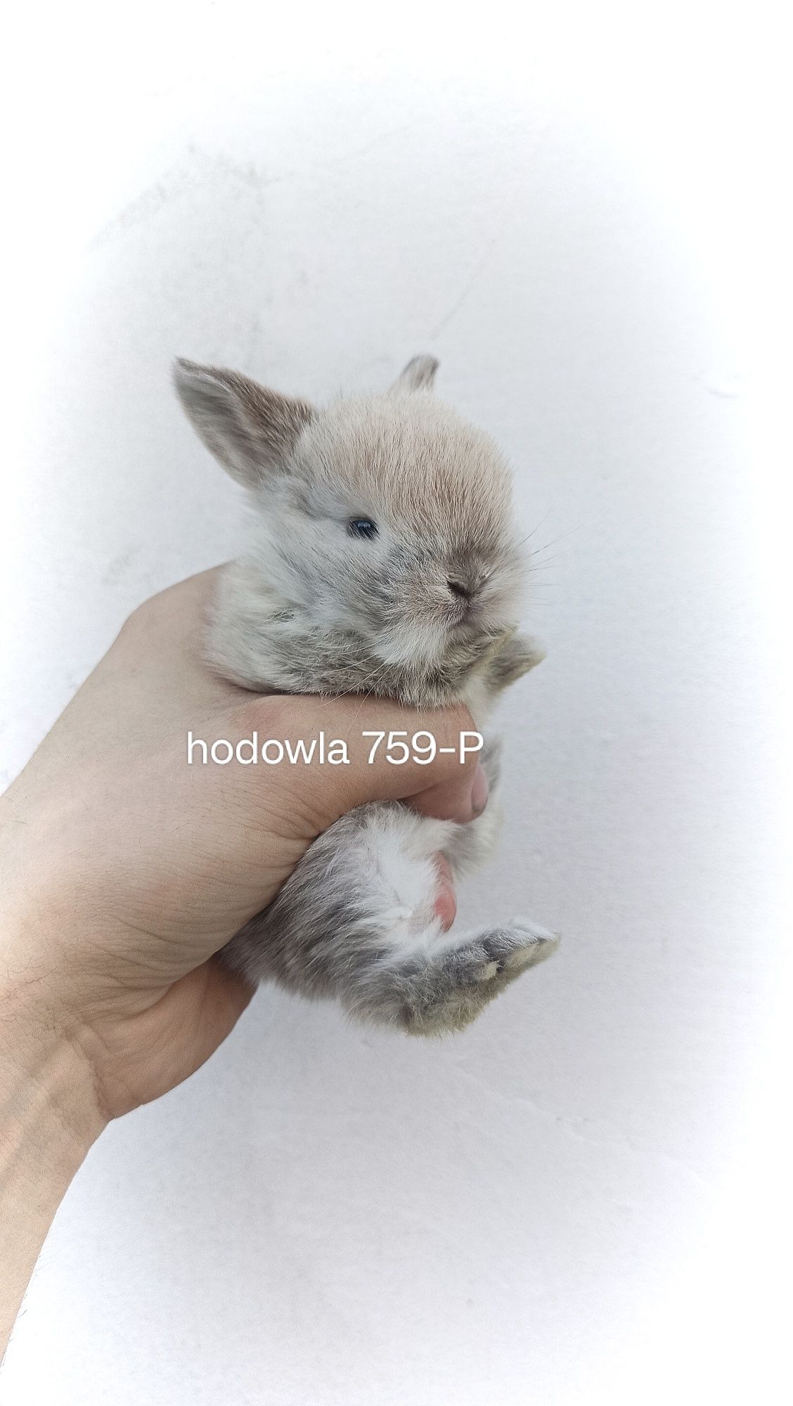 Mini lop króliki karzełek baranek miniaturkaHODOWLA