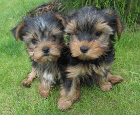 Йоркширський тер'єр малюки.