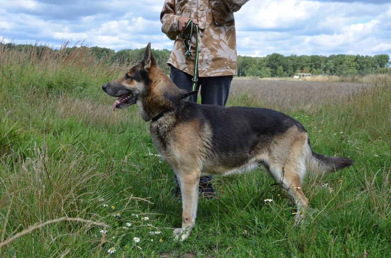 Ten psi skarb, wciąż czeka na swojego odkrywcę