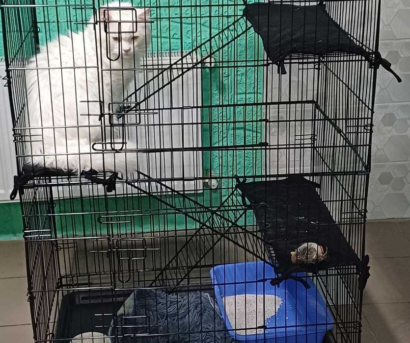 Комфортна перетримка котів у приватному секторі Голосієва