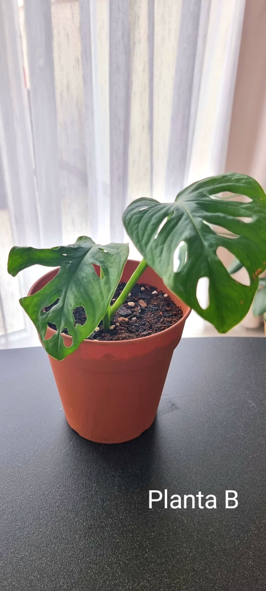 Monstera Adansonii - cutting