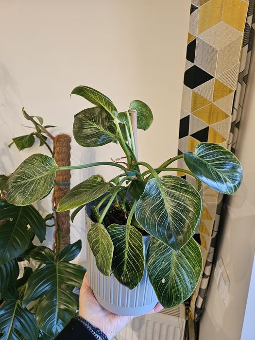 Fikus, filodendron, rhaphidophora, dieffenbachia, strelicja, zamiokulk