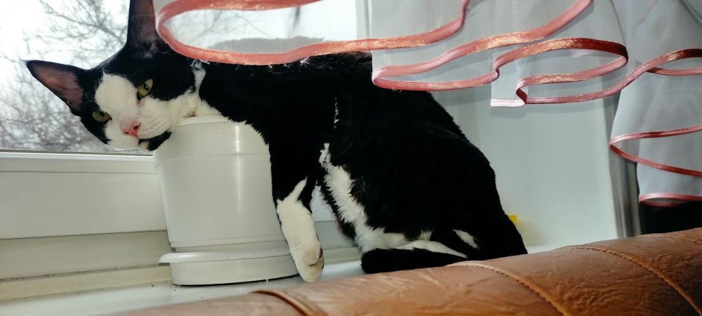 Кот Вязка  Девон Рекс