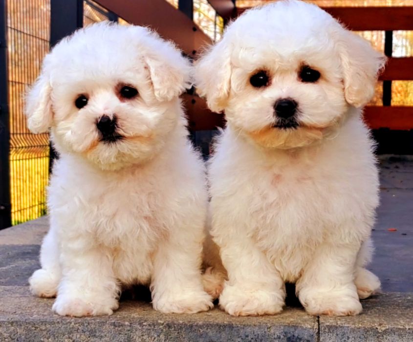 Bichon Frise Szczeniak