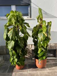 Planta Jibóia Epipremnum aureum gigante