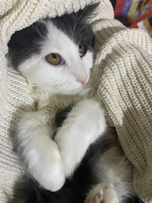 Кошечка, котейка для душі і от нервів