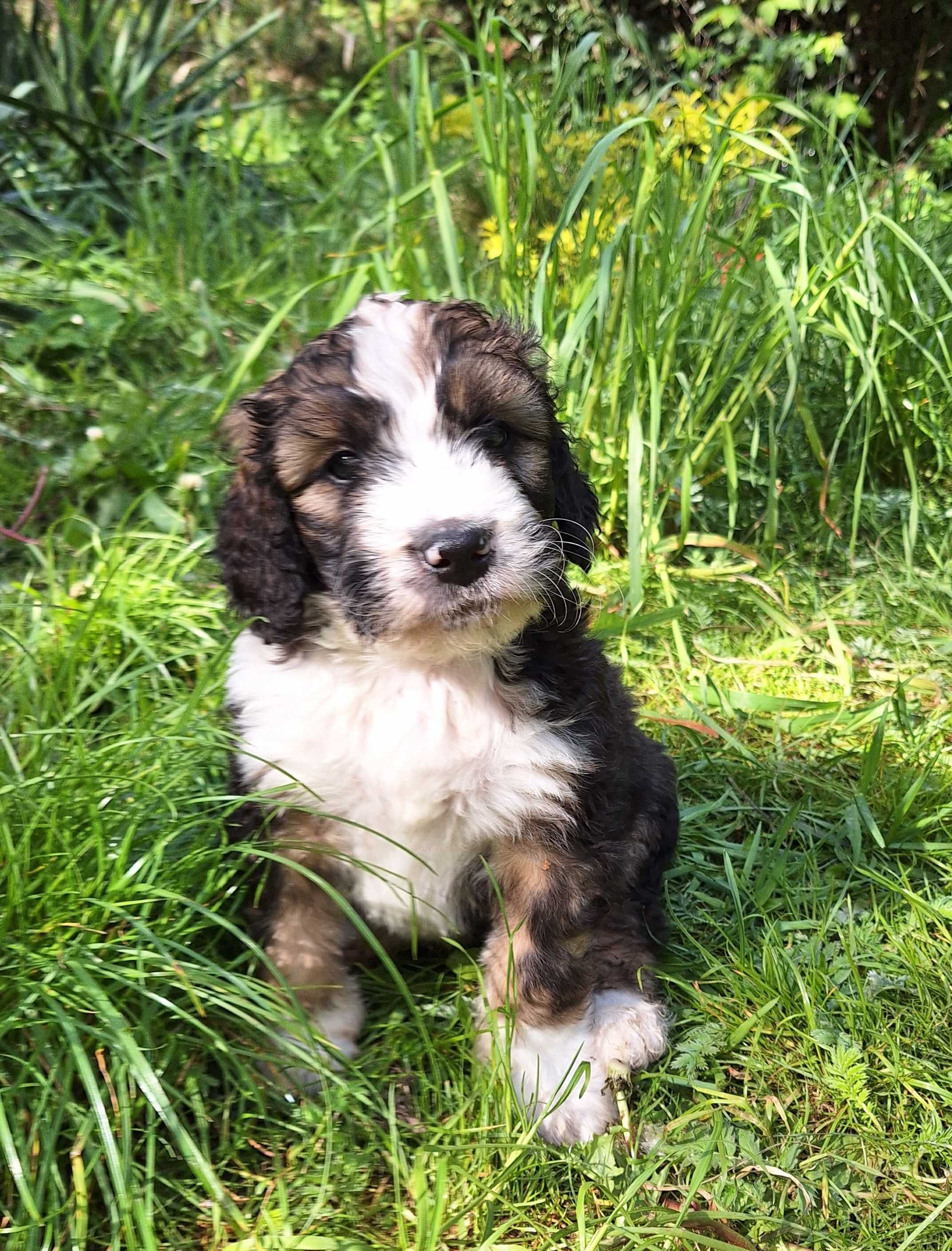 Bernedoodle Standard, Samiec, numer 1 z miotu