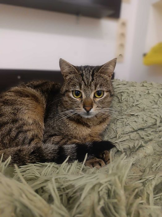 Смугастий зачекався на дім...