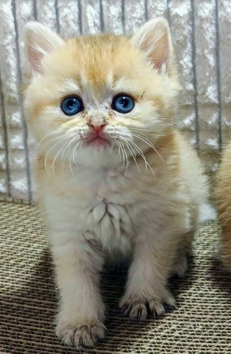 1-Золотая Шиншилла Лиловое Золото красивушая девченка