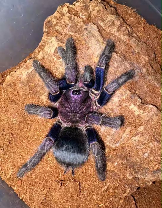 Phormictopus sp. Dominican purple L2/3 ptasznik pająk