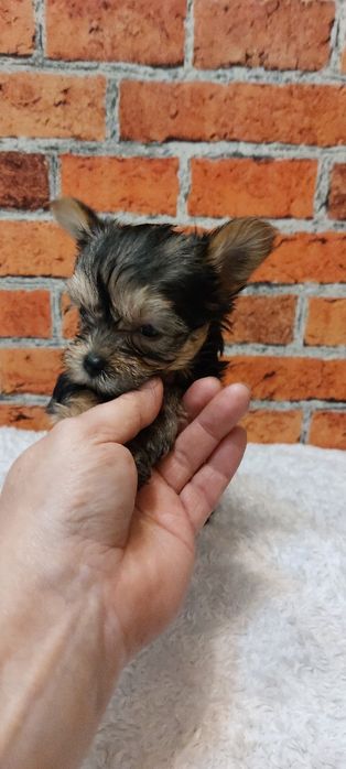 Śliczny mini york