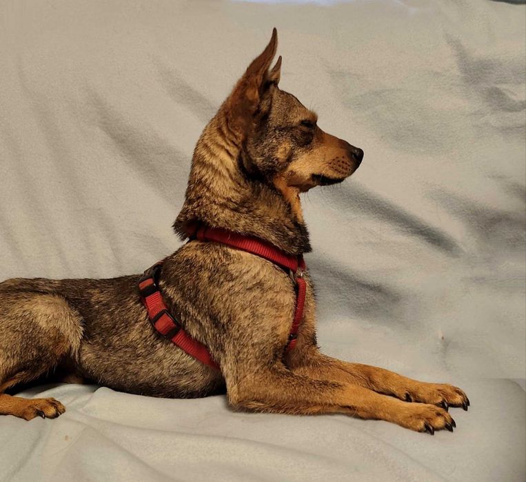 FRAJDA - SUNIA IDEALNA w typie pińczera szuka równie dobrego Domu:)