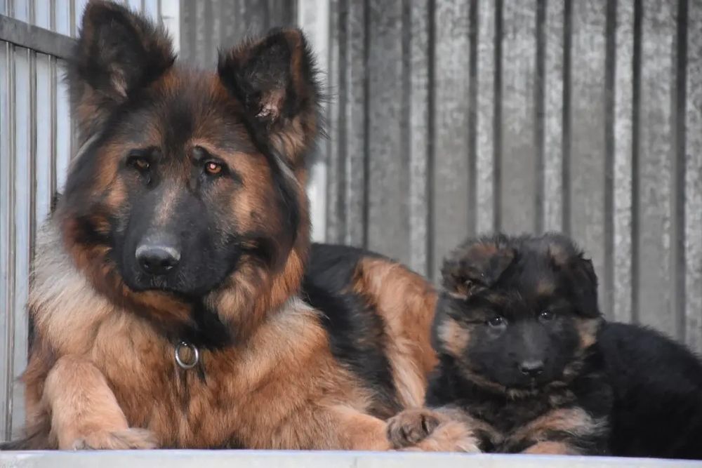 Owczarek niemiecki długowłosy suka