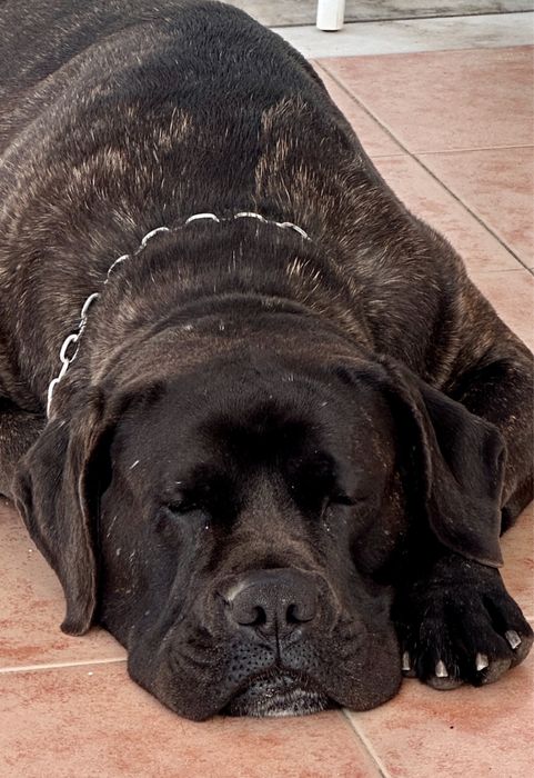 Cane Corso Italiano 800 euros