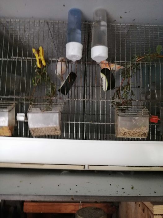 Canários belgas e espanhóis