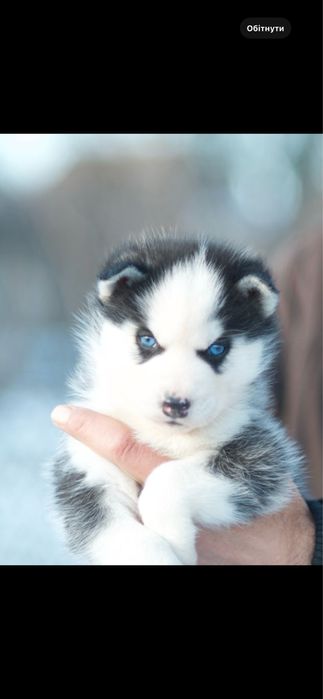 Цуценя Хаскі. КСУ.