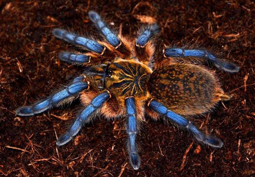 Паук Harpactira pulchripes