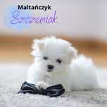 Maltańczyk szczeniaczek