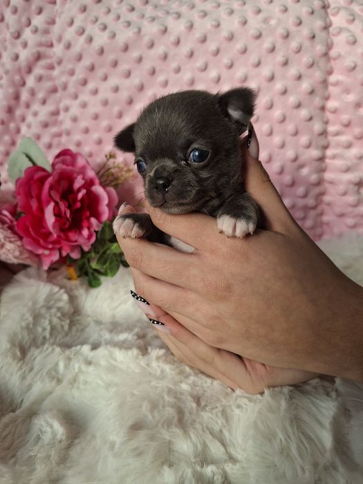 Chihuahua krótkowłosa BLUE Lola