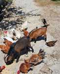 Casal de cabras anãs com cria (fêmea)