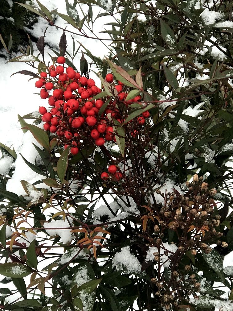Nandina domestika