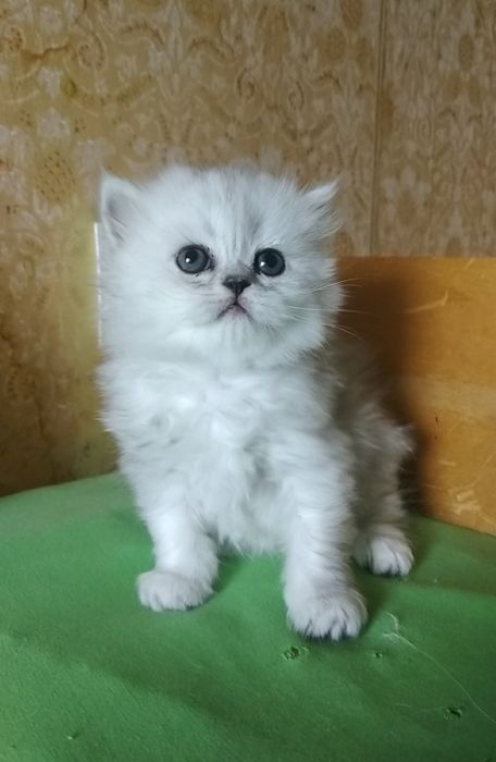 Котёнка серебристой шиншиллы белого