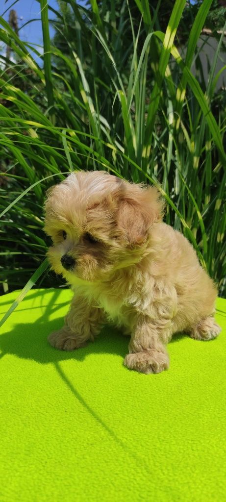 Maltipoo szczeniaczek z certyfikatem