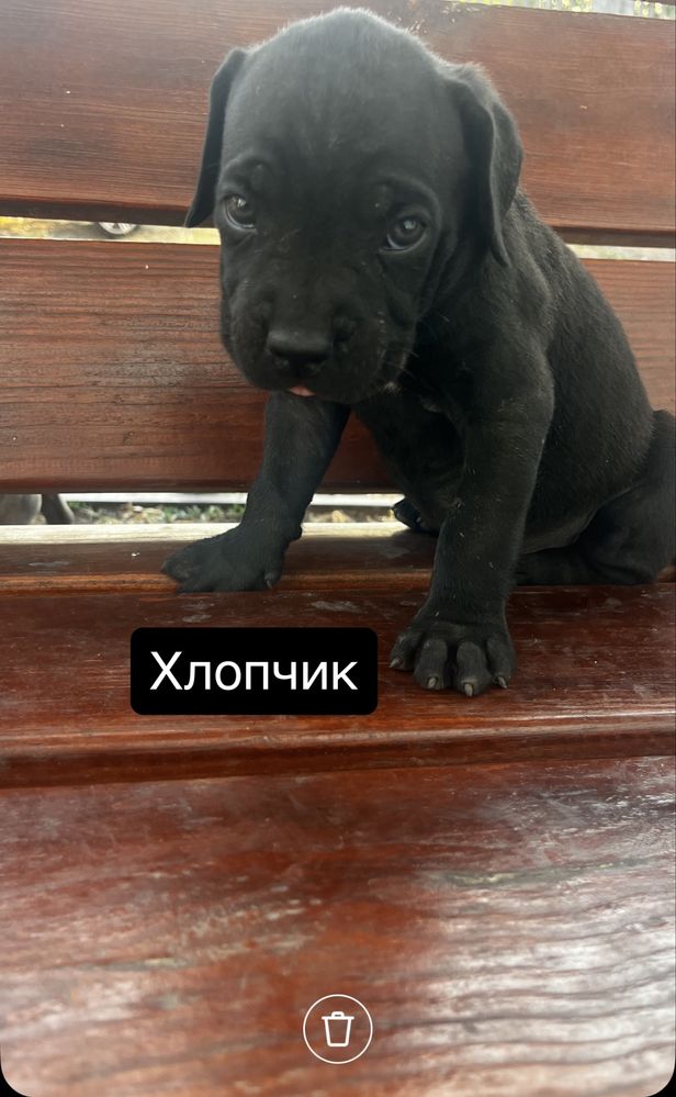 Продам чистокровних  цуценят