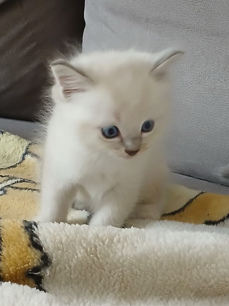 Ragdoll śliczna kotka